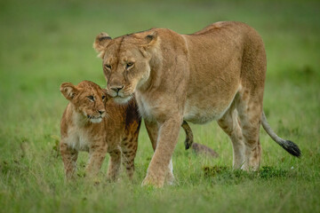 Fototapeta na wymiar Lioness and cub walk together over grass