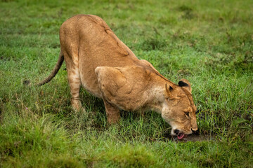 Lioness bends to drink from grassy puddle