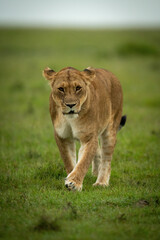 Obraz na płótnie Canvas Lioness crosses grassy plain eyeing camera