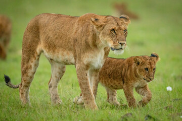 Lioness and cub walk across grass together
