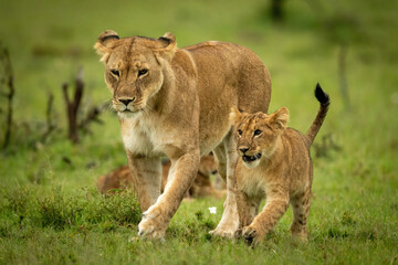 Fototapeta na wymiar Lioness and cub cross grass in step