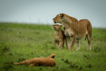 Lioness and cub stand together near another
