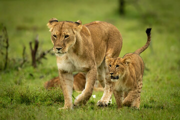 Obraz premium Lioness and cub crossing grass in step