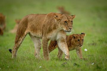Fototapeta na wymiar Lioness and cub crossing savannah in step