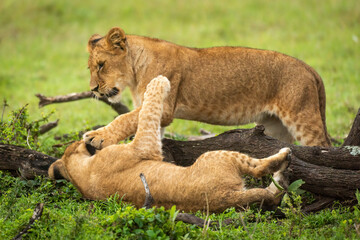 Fototapeta na wymiar Lion cubs slap each other by branch