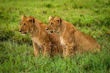Obraz na płótnie Canvas Lion cubs sit in grass staring left