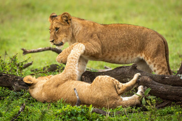 Fototapeta na wymiar Lion cubs play fighting by fallen branch