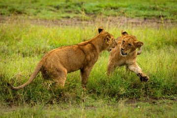 Fototapeta na wymiar Lion cubs play fight by muddy track