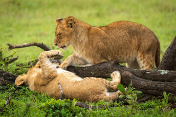 Lion cubs play fight beside fallen branch