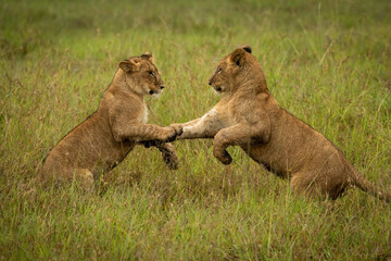 Fototapeta na wymiar Lion cubs on hind legs in grass