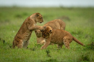 Fototapeta na wymiar Lion cubs paw each other in grass