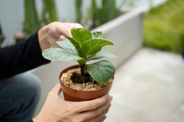 Man gardener is taking care of houseplants.