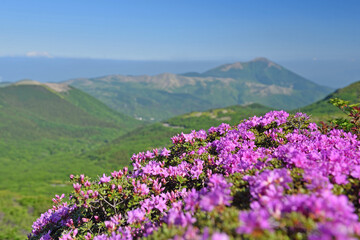 九重山（久住山・中岳）登山「ミヤマキリシマと涌蓋山」