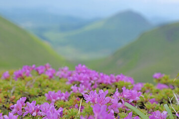 Fototapeta premium 九重山（久住山・中岳）登山「ミヤマキリシマ」