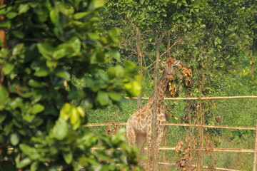 Kordofan giraffe is looking toward camera behind from green tree leaves at Gazipur Safari Park in Dhaka, Bangladesh