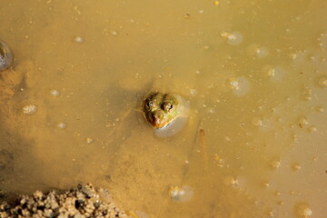 A common toad frog kept his head above the yellowish water in a pond in Gazipur, Bangladesh