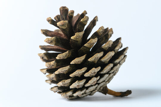 pine cones isolated on white