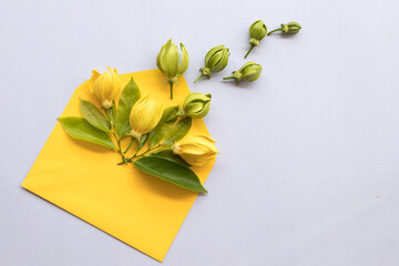yellow flowers ylang ylang  local flora of asia in envelope arrangement flat lay postcard style on background white 