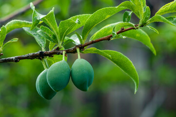 Green berry on a tree branch, unripe plum. Plum is the fruit of a prune. Unripe plums on a fruit tree in an organic garden.