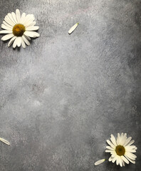 white daisies on gray background