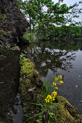 湖畔の倒木に咲いた黄色い菜の花。