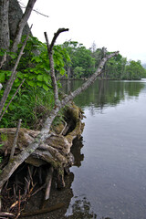 Obraz premium 曇り空の下の湖と湖畔の森の木々。