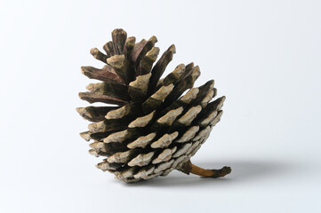 pine cones isolated on white