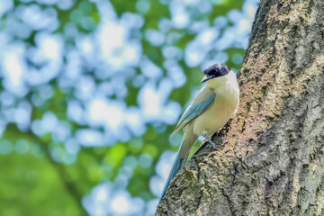 Azure-winged magpie(オナガ)