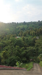 beautiful tree-lined scenery with a descending road makes for an interesting photo
