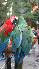 two red and green macaws kissing. Most recent like a lover