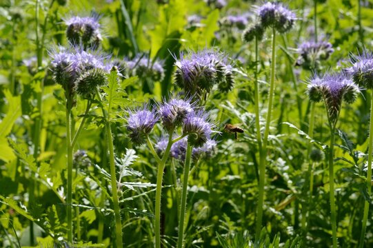 Visit to the garden. View of phacalia tancy with bee.