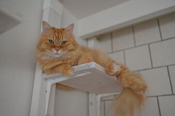 キャットウォークでくつろぐ猫（マンチカン）