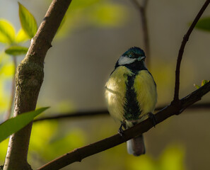 Eine schöne Kohlmeise im Schatten!