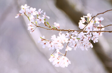 Twig of cherry tree with many cherry blossoms. Closeup.