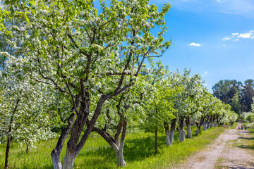 Fototapeta na wymiar background blooming apple orchard in spring