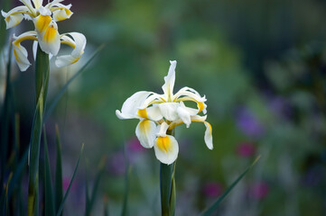 Kompozycja kwiatowa biało ż&oacute;łty irys na zielonym tle