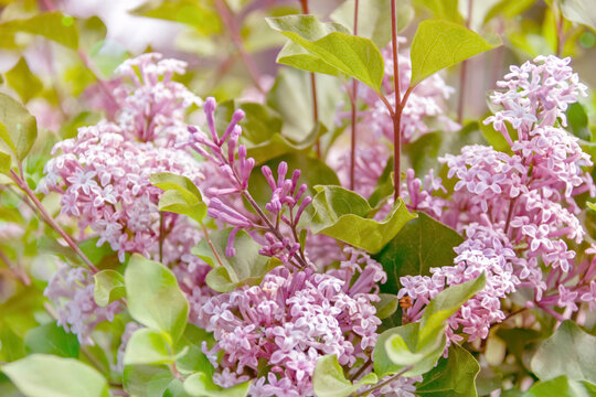 A toned image of a blooming lilac.