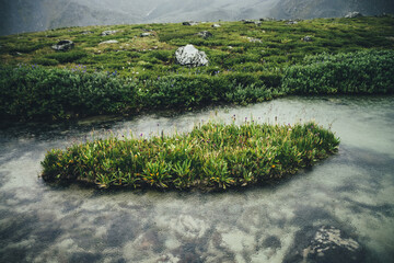 Small green islet with grasses and flowers among calm water of mountain lake with clear water. Atmospheric mountain landscape with grass isle in small lake with transparent water. Lush vegetations.