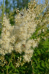 Visit to the garden. View of fieldfare mountain ash with bees.