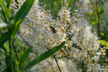 Visit to the garden. View of fieldfare mountain ash with chafer.