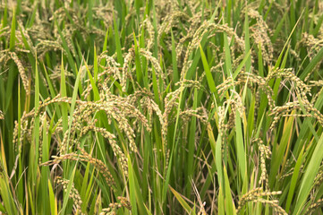 Obraz premium 収穫前の稲穂 