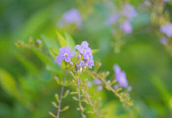 Golden Dewdrop ,Japan Camillia ,Pigeon berry ,Sky flower (Duranta erecta L).it is native from Mexico to South America and the Caribbean.It is commonly planted as an ornamental tree,and admire flowers