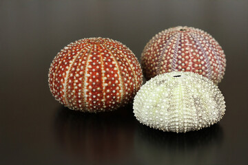 Maritime Still Life With Sea Urchin Shell - obrazy, fototapety, plakaty