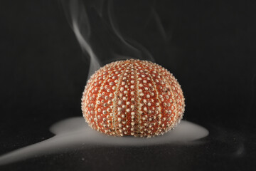 Sea urchin smoke  - obrazy, fototapety, plakaty