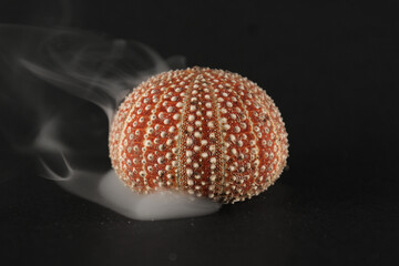 Sea urchin smoke 
