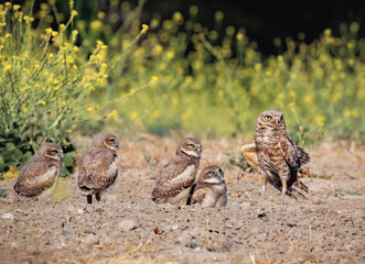 Burrowing owl