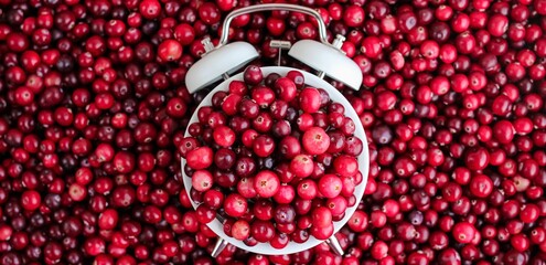 White alarm clock with ripe fresh cranberries as natural, healthy food, berries, time for vitamins background. Selective focus. Banner.	