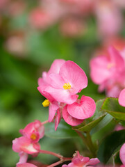 ベゴニアの花