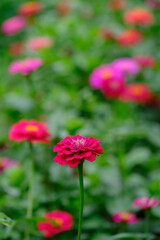 Indonesia Yogyakarta - Red flower