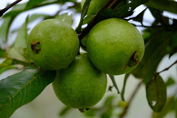 Indonesia Yogyakarta - Guava Fruit - Psidium guajava